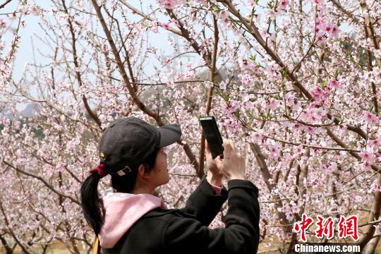 北京平谷桃花节8日开幕花期16年来最早