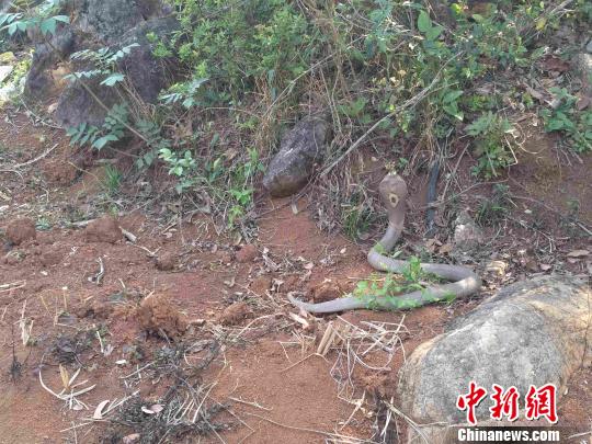 图为眼镜蛇被放归自然。蒙自市自然资源公安局供图