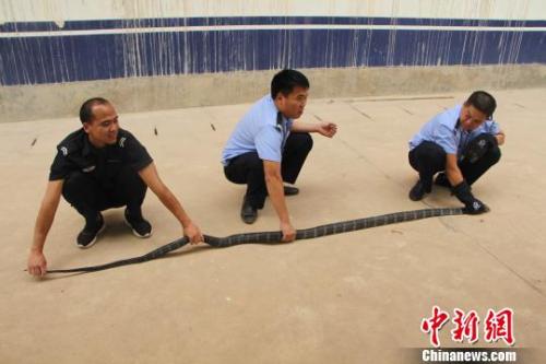 图为西双版纳民警对眼镜蛇进行测量。 解雄波 摄