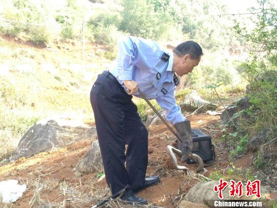 图为蒙自市民警将眼镜蛇放归自然。蒙自市自然资源公安局供图