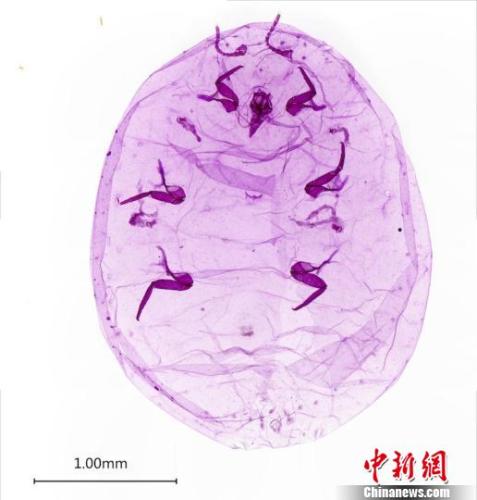 鉴定确认的检疫性有害生物新菠萝灰粉蚧 金淑萍 摄
