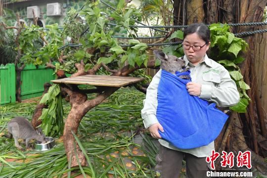 4月22日是“世界地球日”,广州长隆野生动物世界启动“长隆动物科普节之探索动物奥秘”主题活动,向游客开放动物育幼后台。 王华 摄