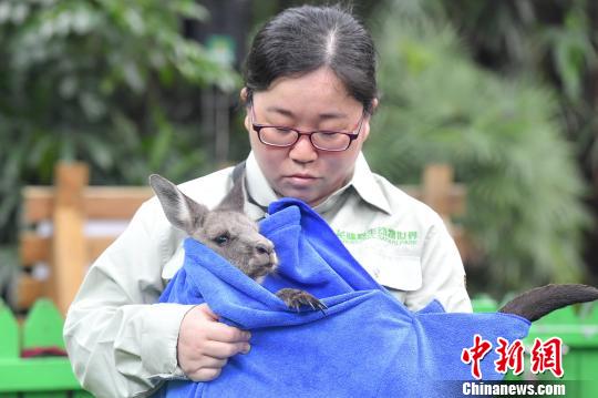 广州长隆全透明开放动物育幼后台