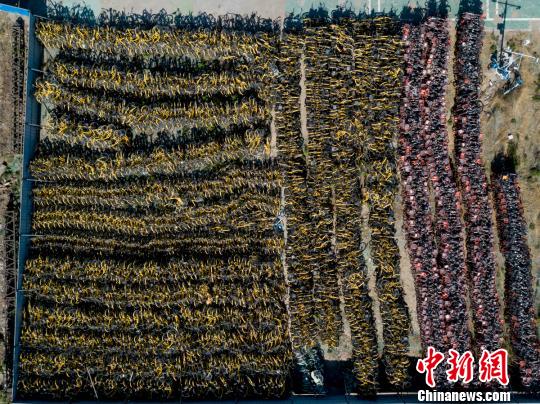 山西整治共享单车无人运维乱象清理近7万辆违规单车