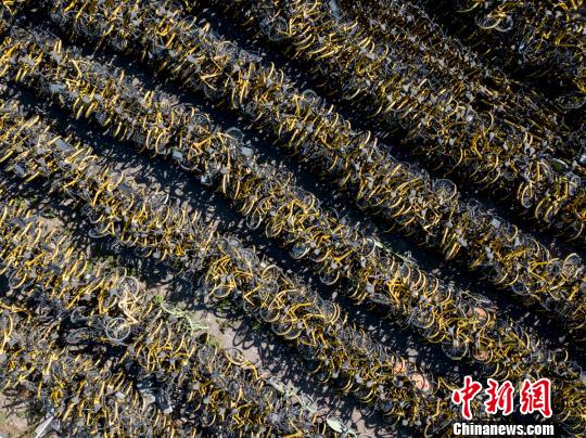 在被集中回收的共享单车中,ofo小黄车数量最多。 韦亮 摄