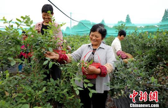 农民对种植果树进行采摘 许旭 摄
