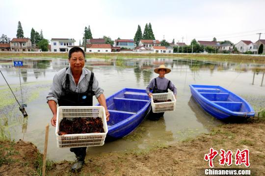 稻虾共生“钱”景可期 许旭 摄