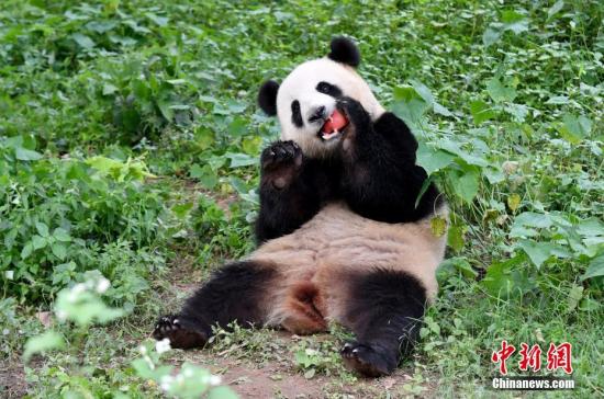 近日,中新社记者探访了中国大熊猫保护研究中心都江堰青城山基地。图为从马来西亚归来的“暖暖”。中新社记者 安源 摄