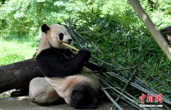 近日,中新社记者探访了中国大熊猫保护研究中心都江堰青城山基地。图为从美国归来的“泰山”。中新社记者 安源 摄