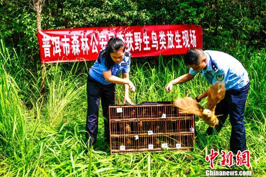 图为云南普洱放生查获的野生保护鸟类。普洱市森林公安局供图