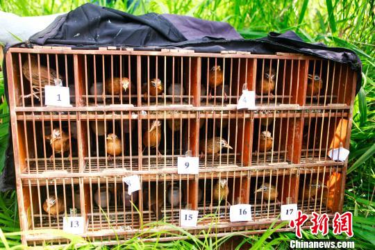 图为等待放生的野生保护鸟类。普洱市森林公安局供图