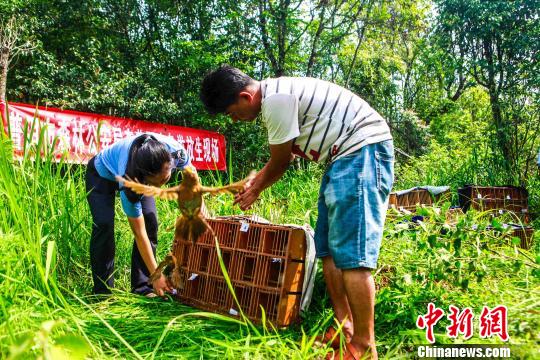 云南普洱大规模放生野生保护鸟类
