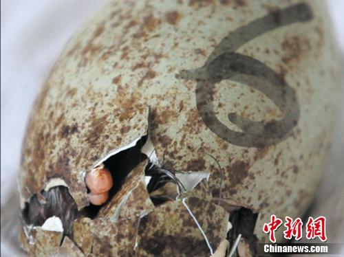 ͼΪ���q�ƿ� ����ʪ�غ�Ұ����ֲ�ﱣ������վ�ṩ