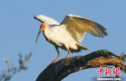 �㽭�������q����ӭ��83ֻ���³�Ա����Ⱥ������400ֻ