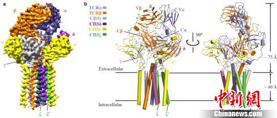 �й���ѧ���״ν���Tϸ�����帴����ṹ