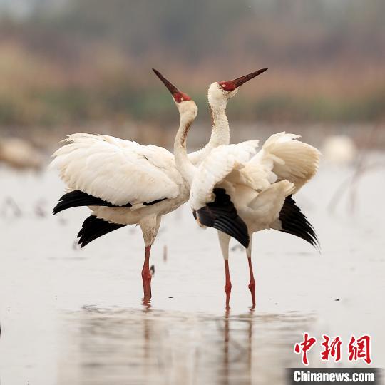 1130գֻ׺ڽϲǰ׺СϷ ǰ׺Сͼ