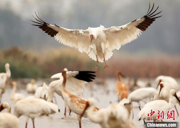 1130գڽϲǰ׺СʳϷˣǰ׺Сͼ