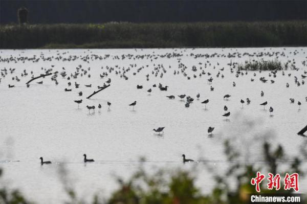 18գϢڹɳʪصĴ񡣡 