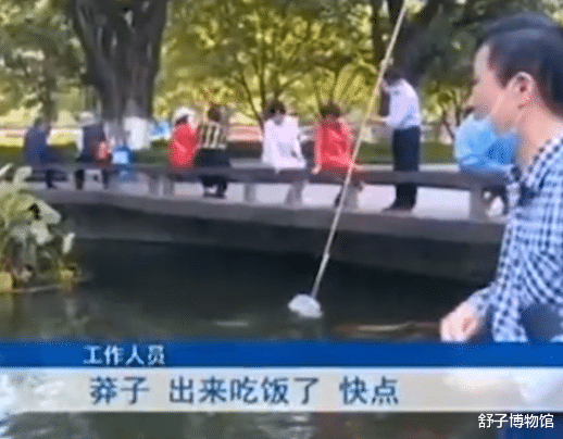 重庆明星鱼莽子被吃掉 网友呼吁应当严惩
