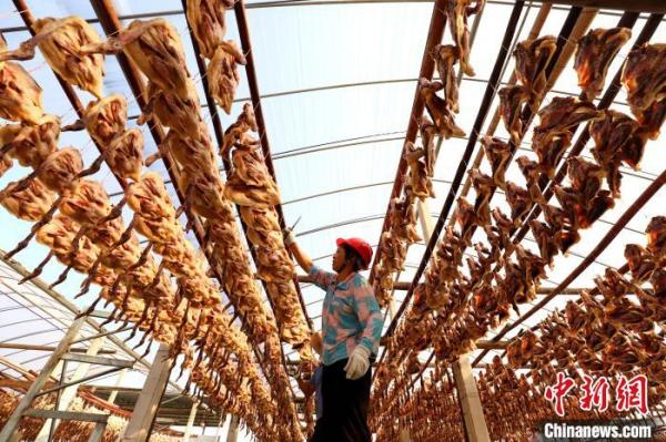 ͼΪ������ȷ��ÿֻ��Ѽ��ÿƬѼ�ⶼ�ܹ������ɹ���� Ҷ���� ��